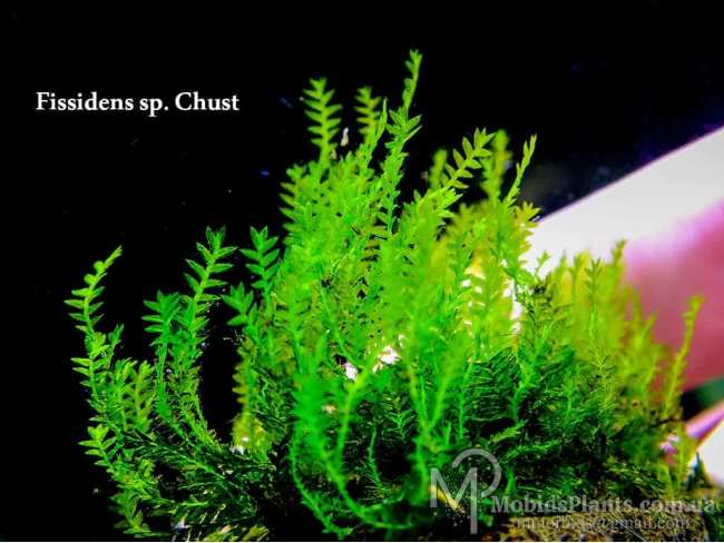 Fissidens sp. Chust