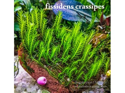 Fissidens crassipes Fissidens crassipes