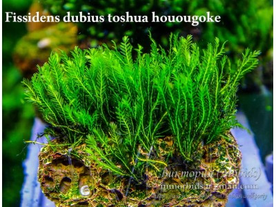 Fissidens dubius toshua houougoke Fissidens dubius toshua houougoke