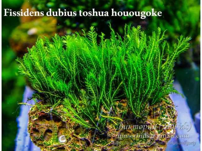 Fissidens dubius toshua houougoke