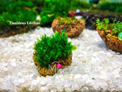 Fissidens Edithae Fissidens Edithae