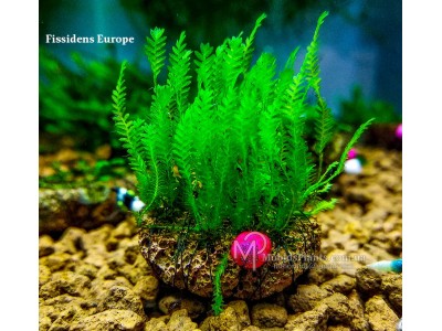 Fissidens Europe Fissidens Europe