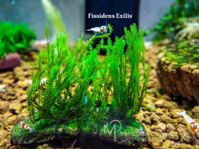 Fissidens Exilis Fissidens Exilis