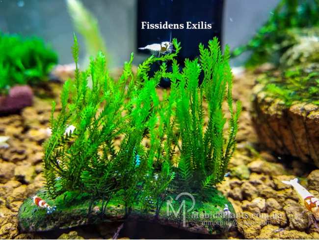 Fissidens Exilis