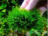 Мох Фенікс (Fissidens fontanus - Fenix moss)