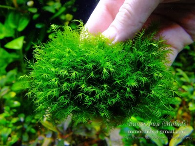 Мох Феникс (Fissidens fontanus - Fenix moss)