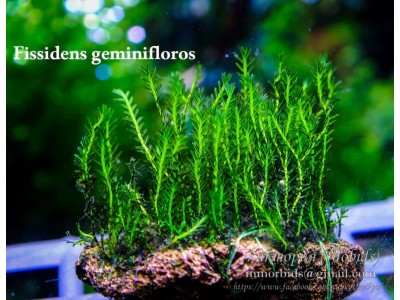 Fissidens geminifloros Fissidens geminifloros