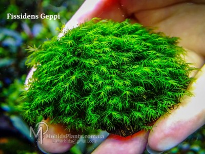Fissidens Geppi Fissidens Geppi