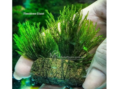 Fissidens Giant Fissidens Giant