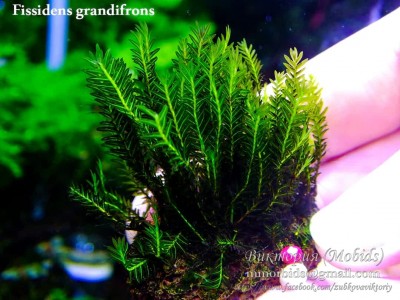 Fissidens grandifrons Fissidens grandifrons