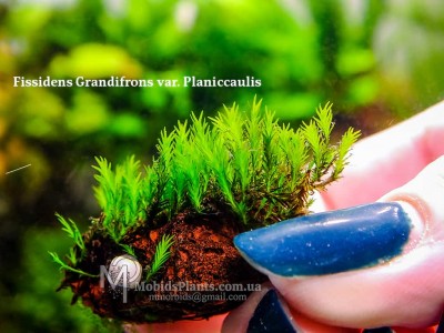 Fissidens Grandifrons var. Planiccaulis Fissidens Grandifrons var. Planiccaulis