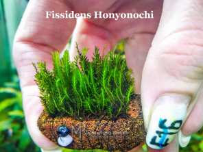 Fissidens Honyonochi