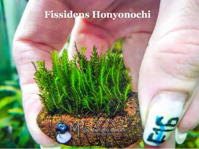 Fissidens Honyonochi