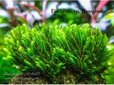 Fissidens sp. Hougouke Fissidens sp. Hougouke