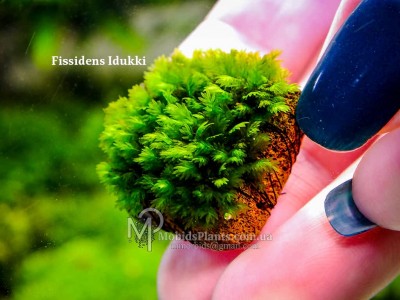 Fissidens Idukki