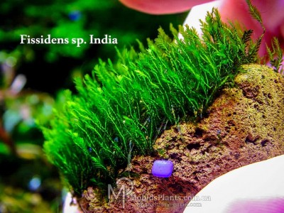 Fissidens sp. India Fissidens sp. India