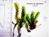 Fissidens sp. Japonicus