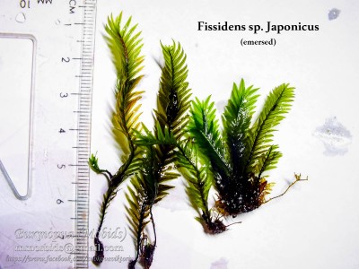 Fissidens sp. Japonicus Fissidens sp. Japonicus
