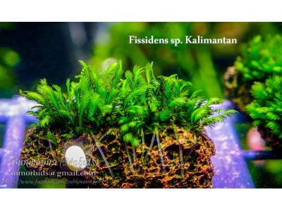 Fissidens sp. Kalimantan Fissidens sp. Kalimantan