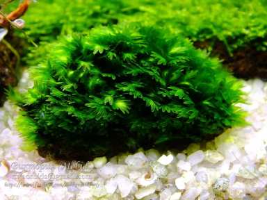 Mosses Fissidens