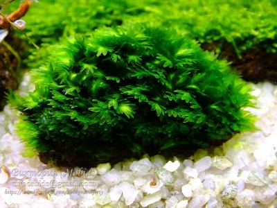Мох Фиссиденс Малорка (Fissidens sp. Mallorca)