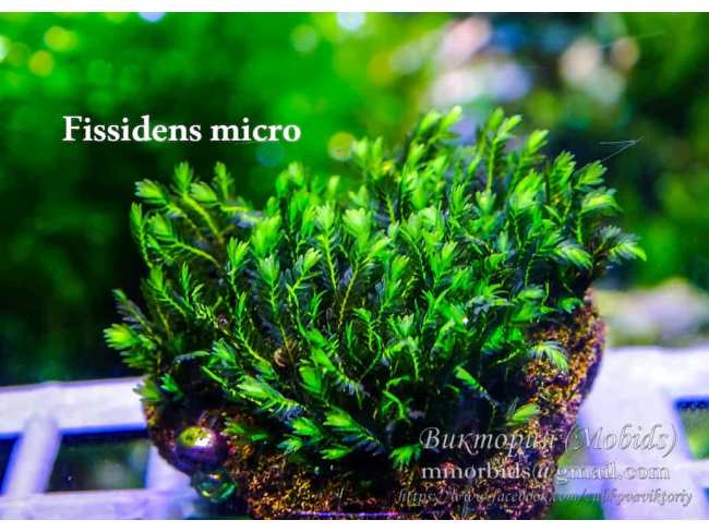 Fissidens micro