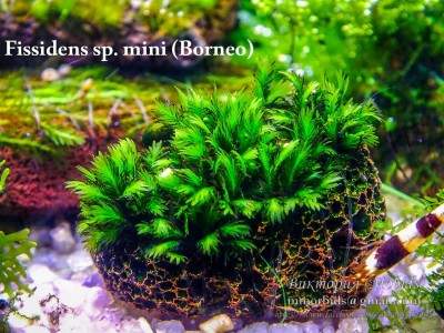 Fissidens sp. mini (Borneo)
