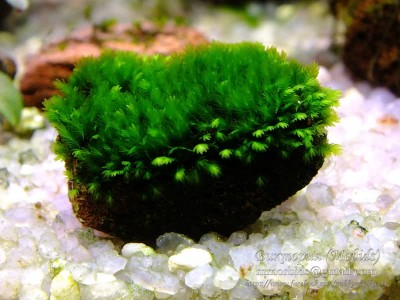Мох Фиссиденс Мини (Fissidens sp. Mini)