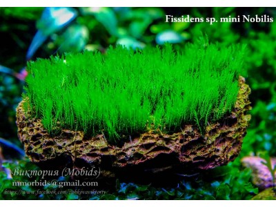 Fissidens sp. mini Nobilis Fissidens sp. mini Nobilis