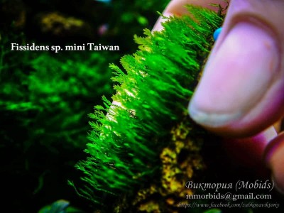 Fissidens sp. mini Taiwan Fissidens sp. mini Taiwan