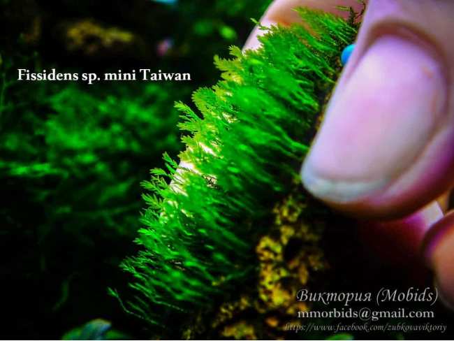 Fissidens sp. mini Taiwan