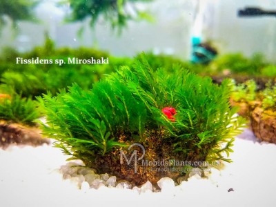 Fissidens sp. Miroshaki Fissidens sp. Miroshaki