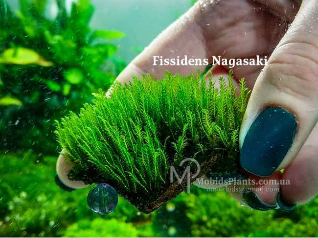 Fissidens Nagasaki