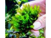 Мох Фіссіденс Нобіліс (Fissidens Nobilis - Doormat moss)