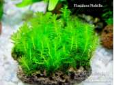 Мох Фіссіденс Нобіліс (Fissidens Nobilis - Doormat moss)