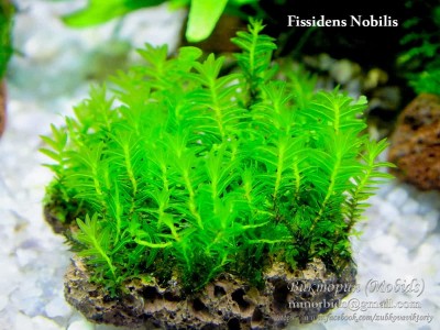 Мох Фиссиденс Нобилис (Fissidens Nobilis - Doormat moss)