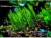 Fissidens sp. Poland