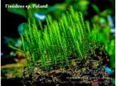 Fissidens sp. Poland