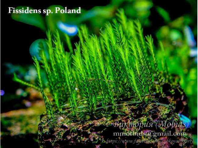 Fissidens sp. Poland