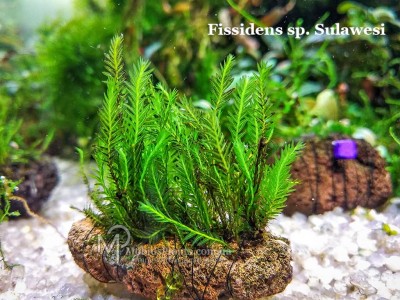 Fissidens sp. Sulawesi Fissidens sp. Sulawesi