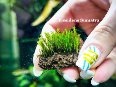 Fissidens Sumatra Fissidens Sumatra