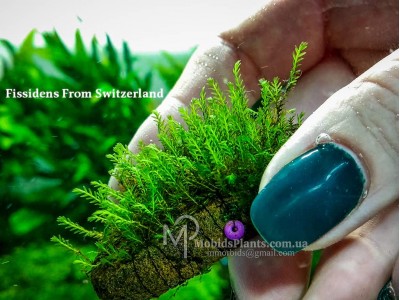 Fissidens From Switzerland Fissidens From Switzerland