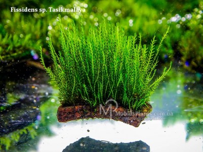 Fissidens sp. Tasikmalaya Fissidens sp. Tasikmalaya
