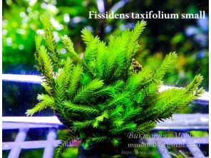 Fissidens taxifolium small