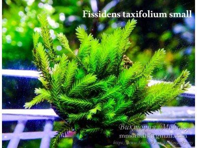 Fissidens taxifolium small Fissidens taxifolium small