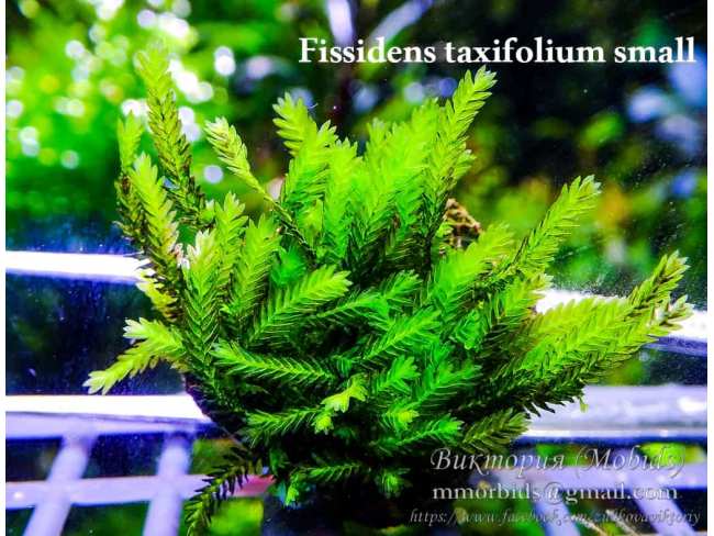 Fissidens taxifolium small