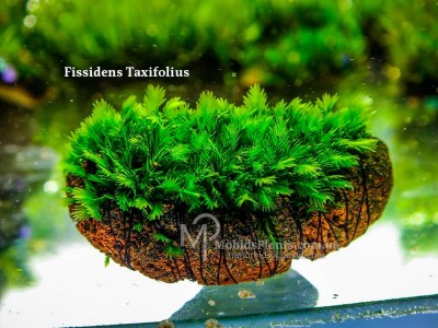 Fissidens Taxifolius Fissidens Taxifolius