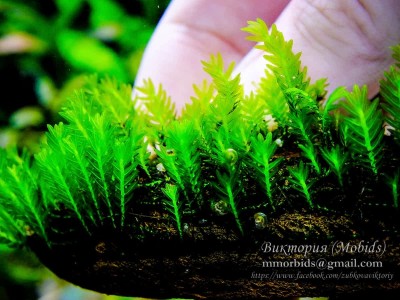 Мох Фиссиденс Тайланд (Fissidens sp. Thailand)