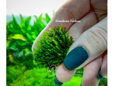 Fissidens Toshua Fissidens Toshua