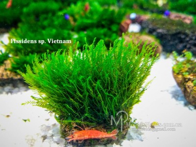Мох Фиссиденс Вьетнам (Fissidens sp. Vietnam) Мох Фиссиденс Вьетнам (Fissidens sp. Vietnam)